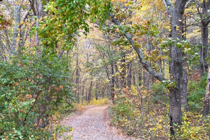 Our walk in the fall, crunching leaves as we go. Can you smell the air? And who doesn't love the sound of stepping on a dry crisp leaf?