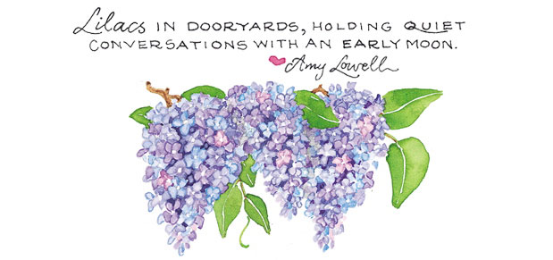Lilacs in dooryards, holding quiet conversations with an early moon. Amy Lowell