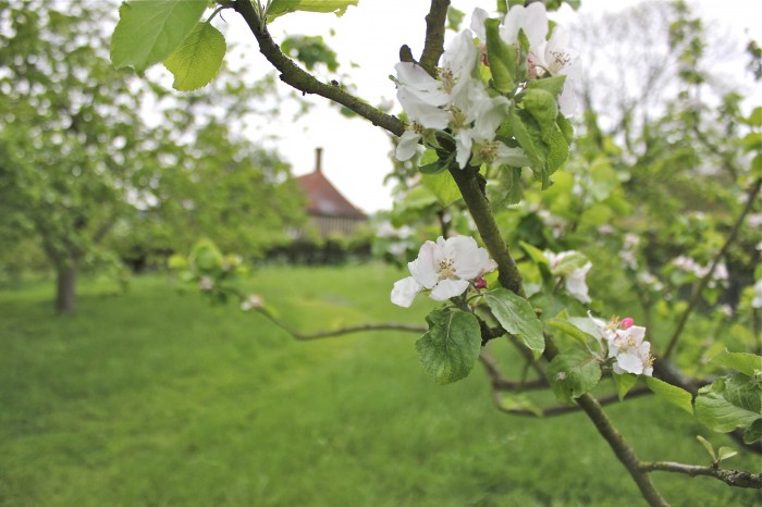 apple trees in bloom