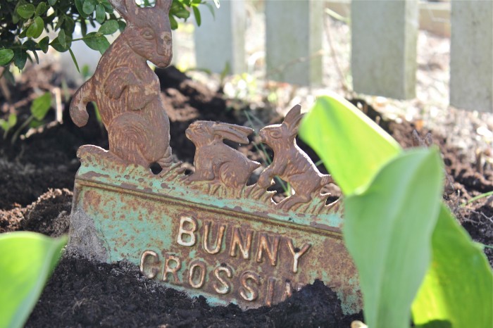 bunny crossing