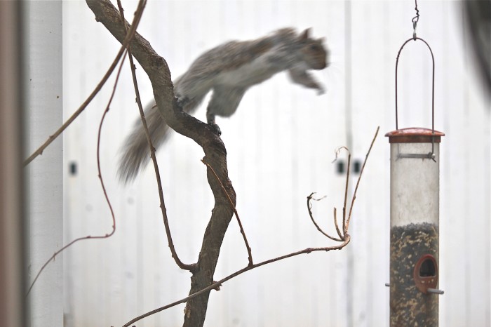 squirrel jump