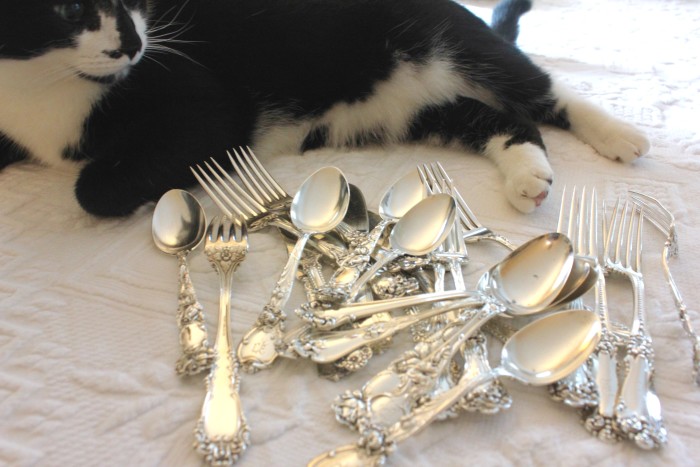 polishing the silver with cat